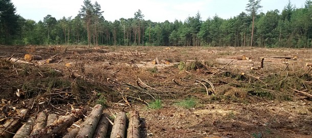 houtkap nijrees 2019.jpg